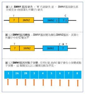 SMN1基因有點子突變。 SMN1基因有點子突變。